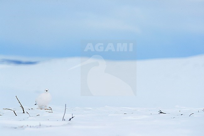 Willow Grouse (Lagopus lagopus) Utsjoki March 2017 stock-image by Agami/Markus Varesvuo,