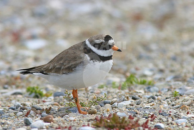 Bontbekplevier in broedgebied; Ringed Plover at breedingsite stock-image by Agami/Reint Jakob Schut,