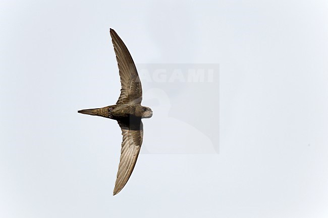 Vliegende, fouragerende Gierzwaluw met pootjes en tenen zichtbaar. Flying Common Swift with claws and legs visible stock-image by Agami/Ran Schols,