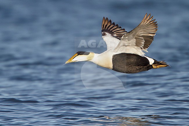 Common Eider (Somateria mollissima) flying in Churchill, Manitoba, Canada. stock-image by Agami/Glenn Bartley,