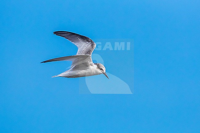 First winter Least Tern flying over the beach of Cape May Point, Cape May, New Jersey, USA. August 29, 2016. stock-image by Agami/Vincent Legrand,