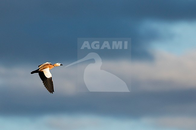 Ruddy Shelduck - Rostgans - Tadorna ferruginea, Russia (Baikal), adult male stock-image by Agami/Ralph Martin,