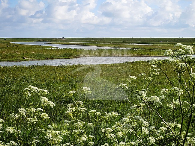 Flowering Cow Parsley (Anthriscus sylvestris) at Texel in spring stock-image by Agami/Marc Guyt,