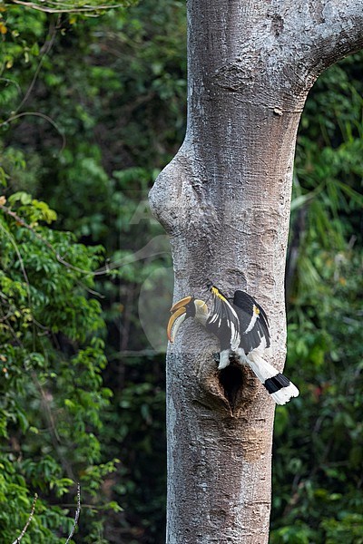 An adult male Great Hornbill (Buceros bicornis) at the nesting hole and feeding the female. stock-image by Agami/Mathias Putze,