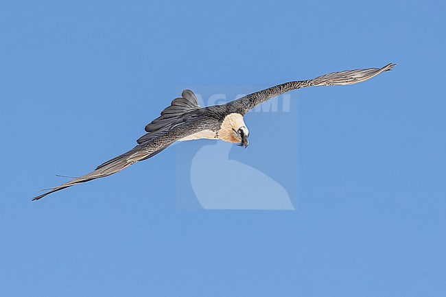 Adult  Bearded Vulture (Gypaetus barbatus) flying against blue sky  in the swiss alps. stock-image by Agami/Marcel Burkhardt,