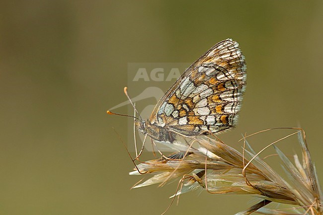 Bosparelmoervlinder / Heath Fritillary (Melitaea athalia) stock-image by Agami/Wil Leurs,