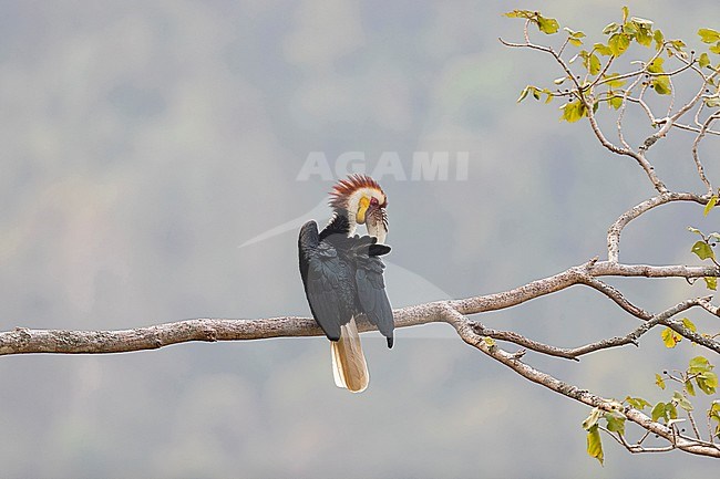 Preening adult male Wreathed Hornbill (Rhyticeros undulatus) in the Tongbiguan Biosphere Reserve in Yunnan, China

 stock-image by Agami/Mathias Putze,