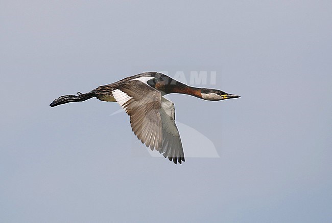 Adult Red-necked Grebe (Podiceps griseigena) in breeding plumage, in flight at Møn in Denmark. stock-image by Agami/Helge Sorensen,