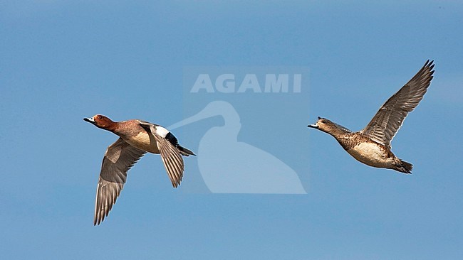 Paartje Smient in vlucht; Eurasian Wigeon pair in flight stock-image by Agami/Jari Peltomäki,