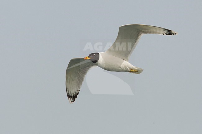 Gabbiano di Pallas; Great Black-headed Gull; Ichthyaetus ichthyaetus stock-image by Agami/Daniele Occhiato,