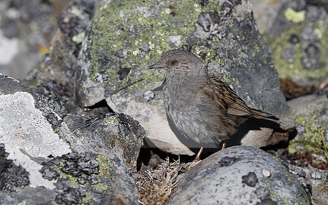 Iberian Dunnock (Prunella modularis mabbotti) adult perched at a rock in the Cantabrian Mountains, Castillia y Leon, Spain stock-image by Agami/Helge Sorensen,