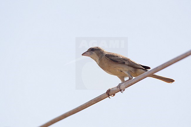 Plain-backed Sparrow (Passer flaveolus) at Petchaburi, Thailand stock-image by Agami/Helge Sorensen,