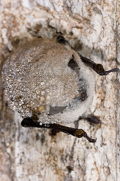 Slapende Baardvleermuis; Sleeping Whiskered Bat stock-image by Agami/Theo Douma,