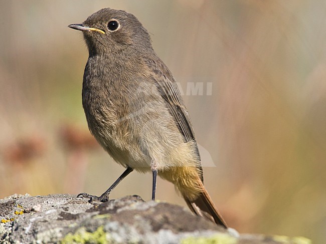 Jonge Zwarte Roodstaart op rots Zwitserland, Young Black Redstart at rock Switzerland stock-image by Agami/Wil Leurs,