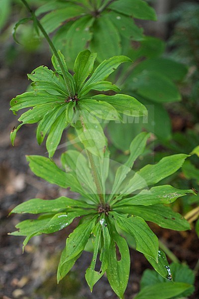 Martagon Lily leaves stock-image by Agami/Wil Leurs,