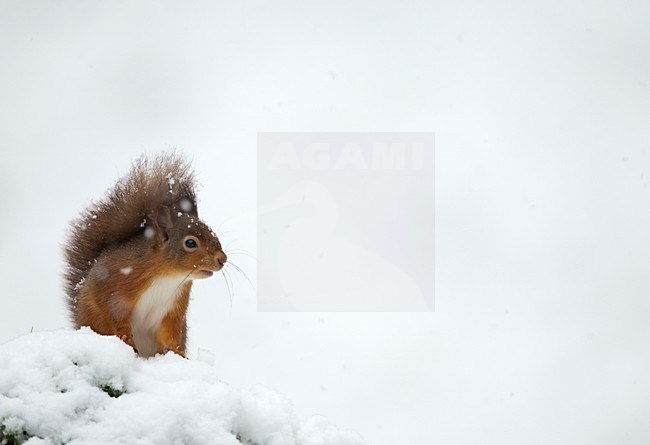 Eekhoorn in de sneeuw, Red Squirrel in the snow stock-image by Agami/Danny Green,