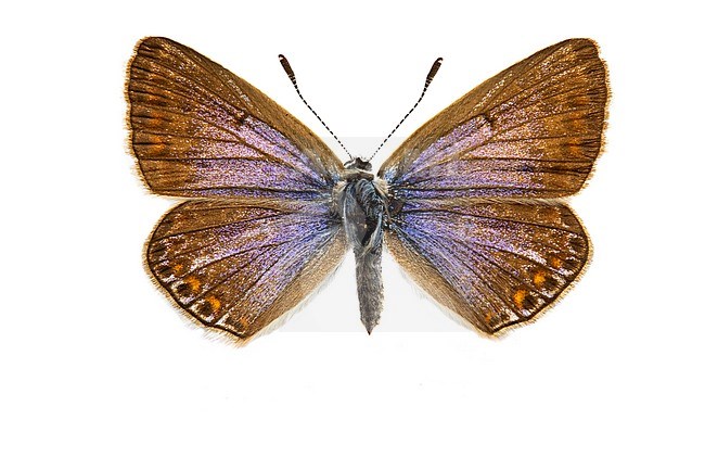 Common Blue, Icarusblauwtje, Polyommatus icarus stock-image by Agami/Wil Leurs,