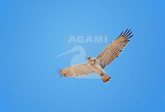 Slangenarend in de vlucht; Short-toed Eagle in flight stock-image by Agami/Markus Varesvuo,