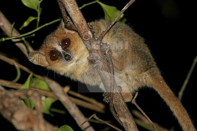 Golden-brown mouse lemur (Microcebus ravelobensis), also known as the Lac Ravelobe or the Ravelobe mouse lemur, in its natural habitat on Madagascar, during the night. stock-image by Agami/Pete Morris,