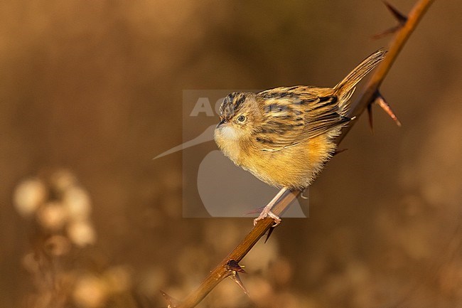 Zitting Cisticola, Cisticola juncidis, in Italy. stock-image by Agami/Daniele Occhiato,