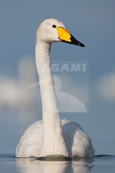Whooper Swan - Singschwan - Cygnus cygnus, Germany, adult stock-image by Agami/Ralph Martin,
