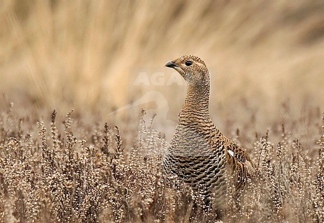 Black Grouse female standing on the ground; Korhoen vrouw staand op de grond stock-image by Agami/Han Bouwmeester,