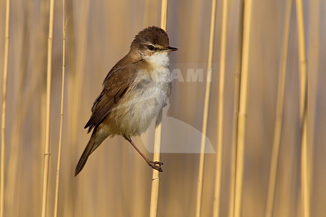 Veldrietzanger in rietstengel; Paddyfield Warbler in reed stem stock-image by Agami/Daniele Occhiato,