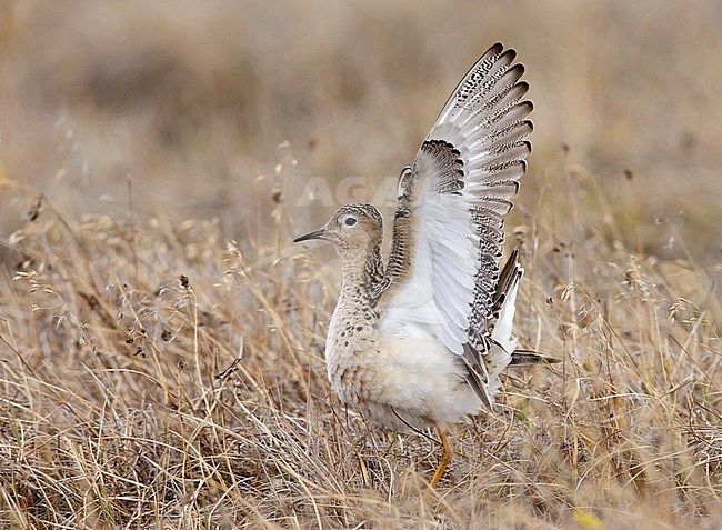 Adult male in display
Barrow, AK
June 2009 stock-image by Agami/Brian E Small,