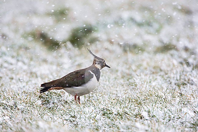 Kievit staand in besneeuwd weiland; Northern Lapwing standing is snow covered meadow stock-image by Agami/Arie Ouwerkerk,