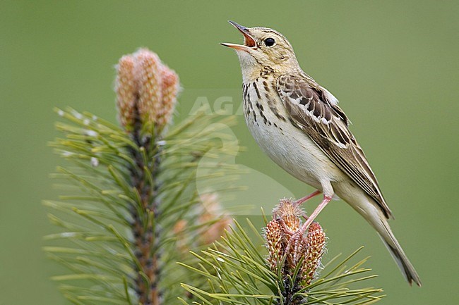 Adult male Tree Pipit (Anthus trivialis) sitting in a tree in Italy, loudly singing. stock-image by Agami/Daniele Occhiato,