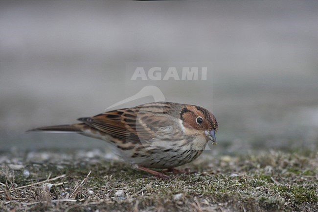 Dwerggors op grond foeragerend, Little Bunting on ground foraging stock-image by Agami/Chris van Rijswijk,