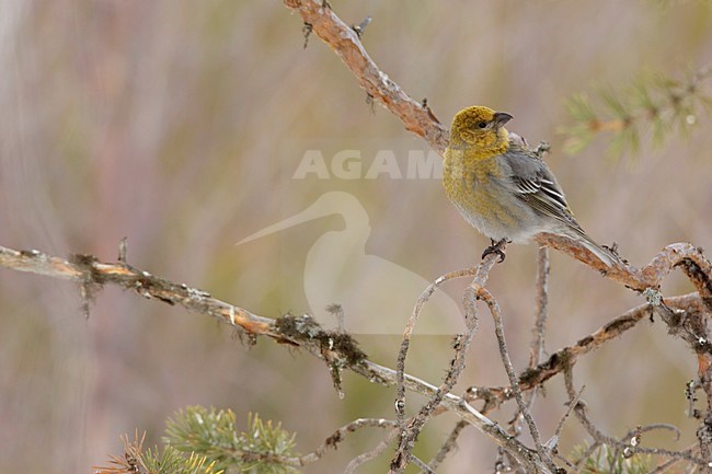 Zittend vrouwtje Haakbek; Perched female Pine Grosbeak stock-image by Agami/Arie Ouwerkerk,