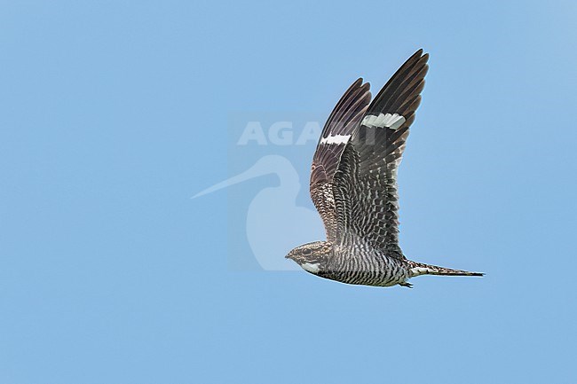 Adult male
Galveston Co., TX
April 2023 stock-image by Agami/Brian E Small,