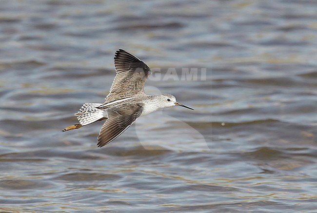Poelruiter in vlucht; Marsh Sandpiper (Tringa stagnatilis) in flight stock-image by Agami/Tomi Muukkonen,