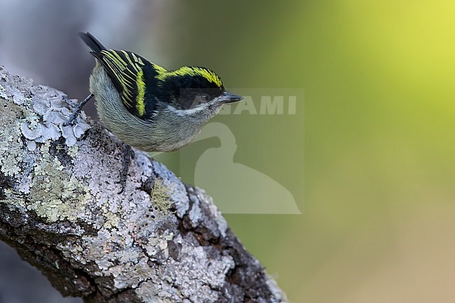 Western Green Tinkerbird (Pogoniulus coryphaea) perched on a branch in Angola. stock-image by Agami/Dubi Shapiro,