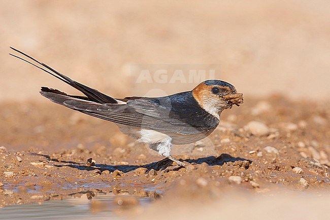 Western Red-rumped Swallow -  Rötelschwalbe - Cecopris daurica ssp. rufula, Croatia, adult stock-image by Agami/Ralph Martin,