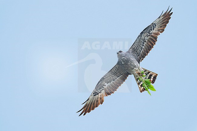 Immature
Prowers Co., CO
June 2023 stock-image by Agami/Brian E Small,