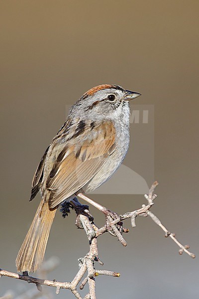 Adult breeding plumaged Swamp Sparrow (Melospiza georgiana) on the arctic tundra of Churchill, Manitoba province in Canada. stock-image by Agami/Brian E Small,