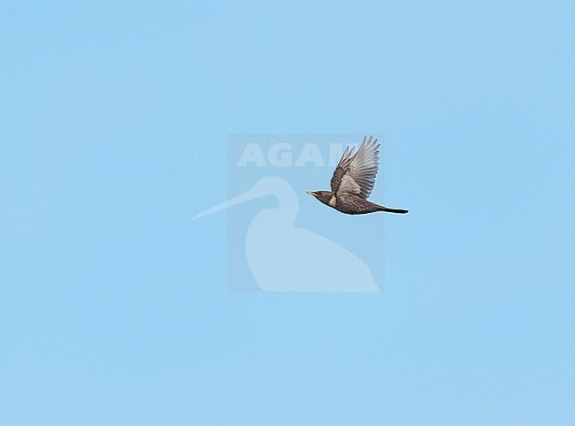 Ring Ouzel (Turdus torquatus torquatus) on migration flying against a blue sky showing underside stock-image by Agami/Ran Schols,