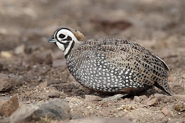 Adult male 
Jeff Davis Co., TX 
March 2010 stock-image by Agami/Brian E Small,