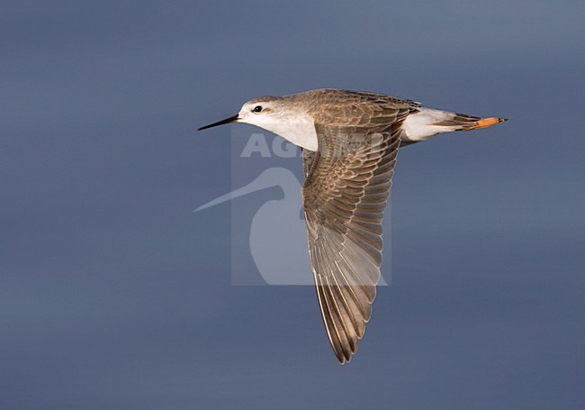 Grote Franjepoot, Wilson's Phalarope, Steganopus tricolor stock-image by Agami/Mike Danzenbaker,