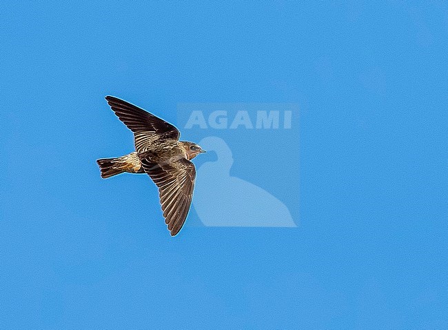 First-winter American Cliff Swallow, Petrochelidon pyrrhonota pyrrhonota) flying over the High Fields, Corvo, Azores, Portugal. stock-image by Agami/Vincent Legrand,