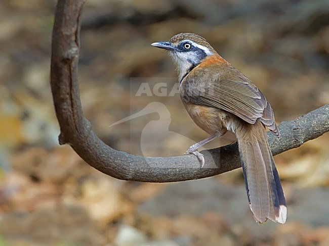 Witbeflijstergaai,  Lesser Necklaced Laughingthrush stock-image by Agami/Alex Vargas,