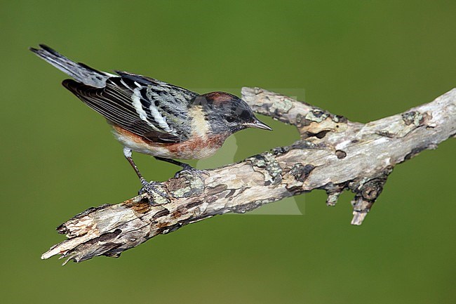 Adult male
Galveston Co., TX
April 2014 stock-image by Agami/Brian E Small,