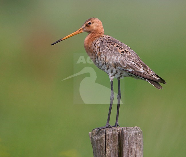 Grutto staand op een hek; Black-tailed Godwit standing on a fench stock-image by Agami/Ran Schols,