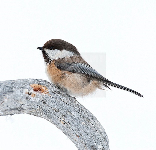 Siberian Tit (Poecile cinctus) during winter in taiga forests of northern Finland. stock-image by Agami/Marc Guyt,