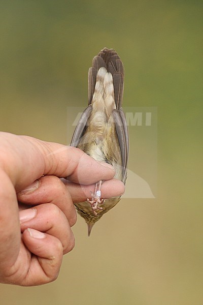 Krekelzanger, River Warbler, Locustella fluviatilis stock-image by Agami/Yoav Perlman,