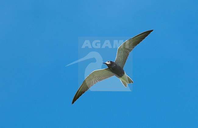 Zwarte Stern in vlucht; Black Tern in flight stock-image by Agami/Roy de Haas,