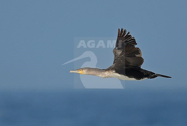 Great Cormorant (Phalacrocorax carbo), subspecies unknown. Maroccanus? or is it White-breasted Cormorant Phalacrocorax (carbo) lucidus? stock-image by Agami/Eduard Sangster,