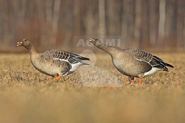 Taiga Rietgans in een veld; Taiga Bean Goose in a field stock-image by Agami/Markus Varesvuo,